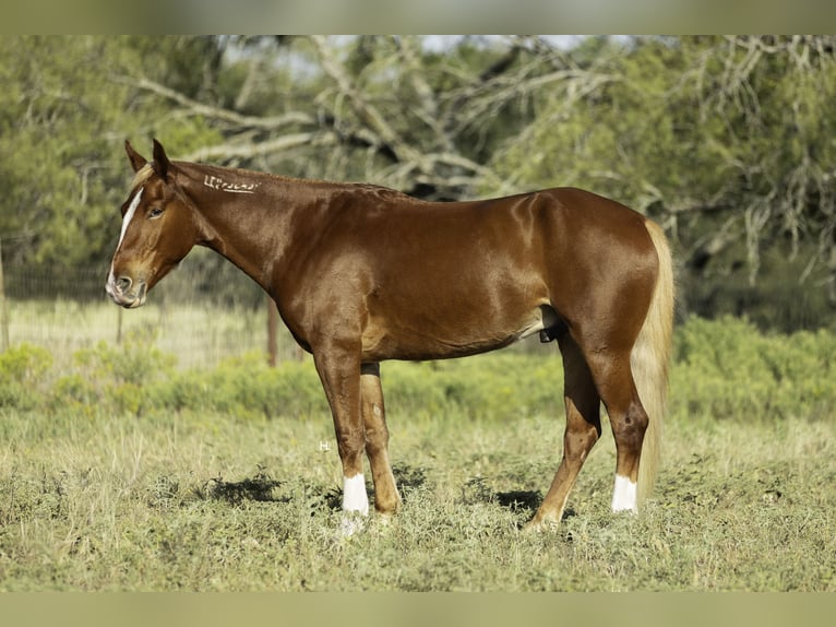 Mustang (amerikanisch) Wallach 7 Jahre 150 cm Dunkelfuchs in Weatherford