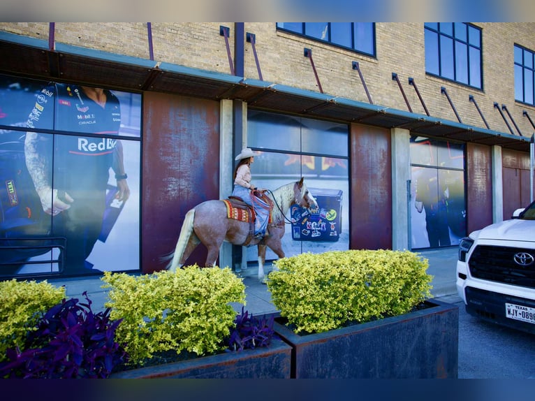 Mustang (amerikanisch) Wallach 7 Jahre 150 cm Roan-Red in Georgetown