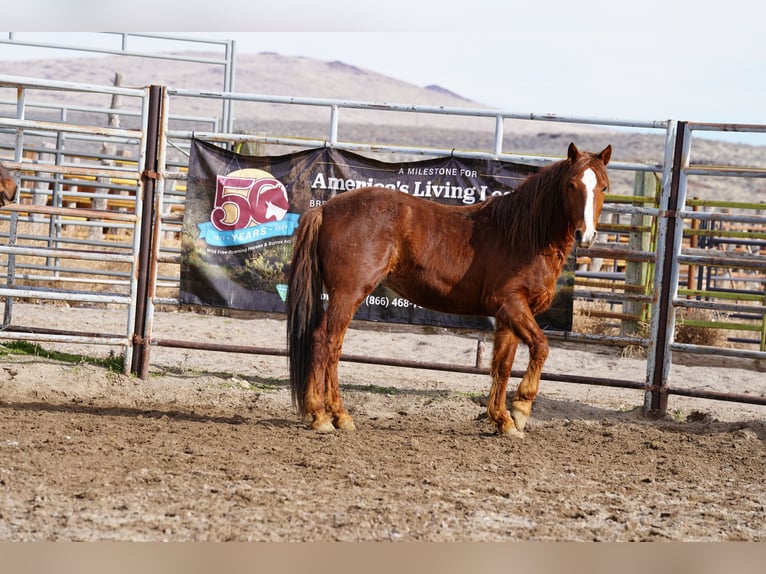 Mustang (amerikanisch) Wallach 7 Jahre 152 cm Fuchs in Branceilles