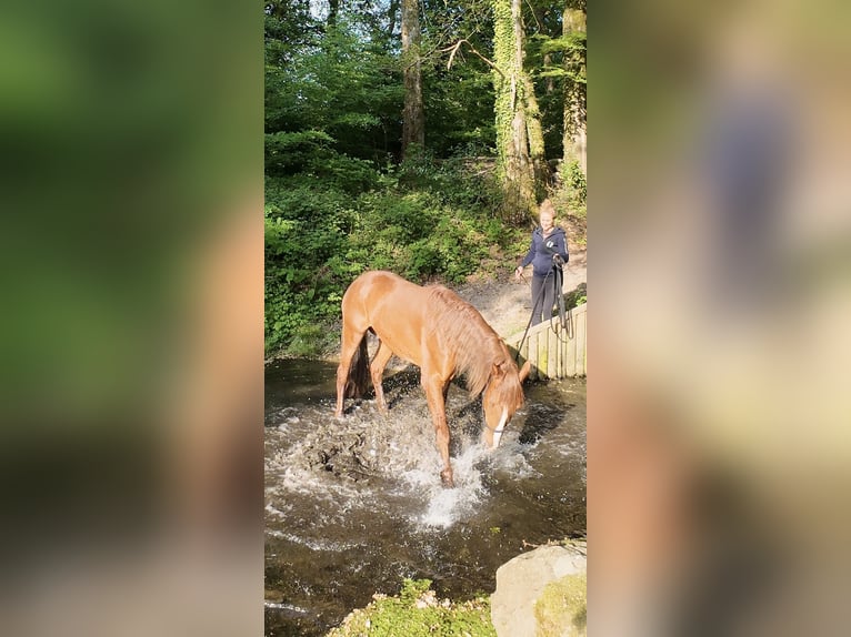 Mustang (amerikanisch) Wallach 7 Jahre 152 cm Fuchs in Branceilles