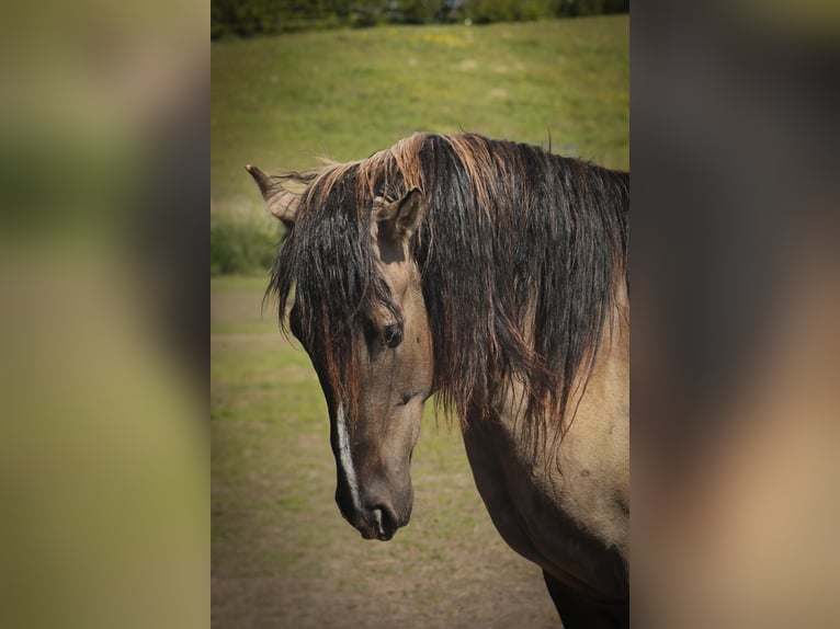Mustang (amerikanisch) Wallach 7 Jahre 160 cm Grullo in Stoholm