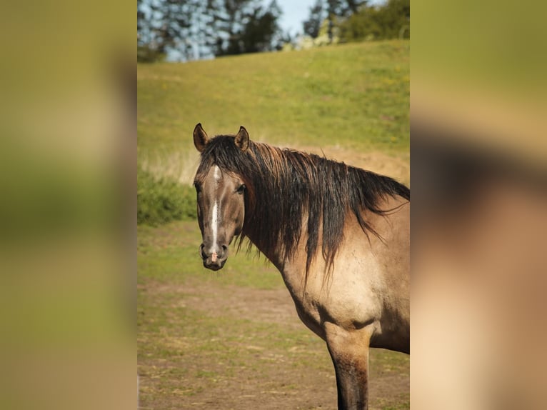 Mustang (amerikanisch) Wallach 7 Jahre 160 cm Grullo in Stoholm
