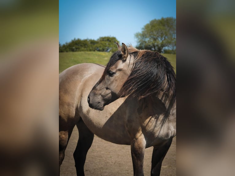 Mustang (amerikanisch) Wallach 7 Jahre 160 cm Grullo in Stoholm