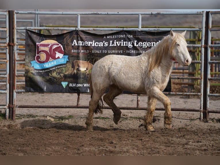Mustang (amerikanisch) Wallach 8 Jahre 140 cm Cremello in Thônex