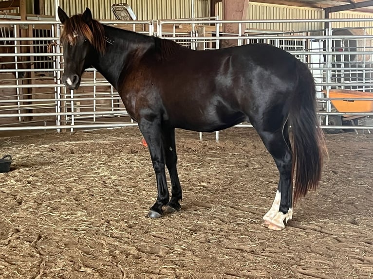 Mustang (amerikanisch) Wallach 8 Jahre 144 cm Rappe in Lyons