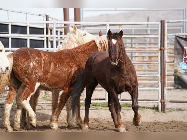 Mustang (amerikanisch) Wallach 8 Jahre 145 cm Dunkelfuchs in Oberlangen