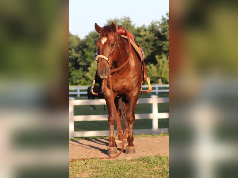 Mustang (amerikanisch) Wallach 8 Jahre 145 cm Dunkelfuchs in Oberlangen