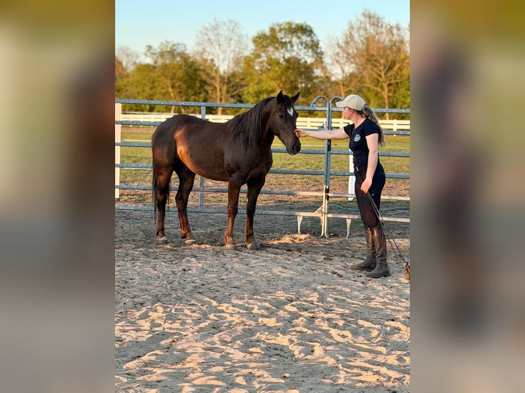 Mustang (amerikanisch) Wallach 8 Jahre 145 cm Dunkelfuchs in Oberlangen
