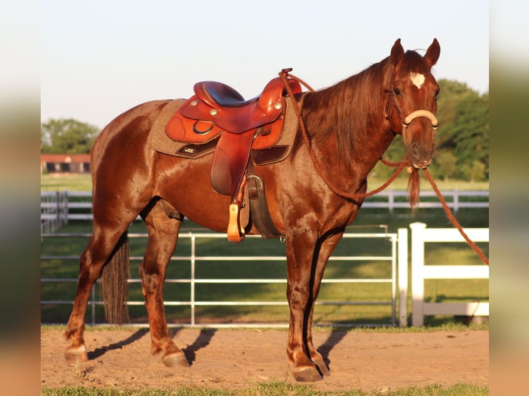 Mustang (amerikanisch) Wallach 8 Jahre 145 cm Dunkelfuchs in Oberlangen