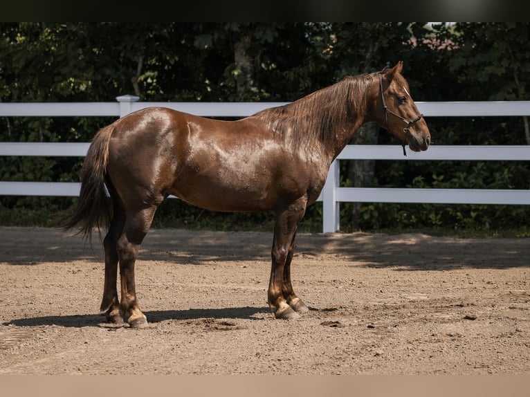Mustang (amerikanisch) Wallach 8 Jahre 145 cm Dunkelfuchs in Oberlangen