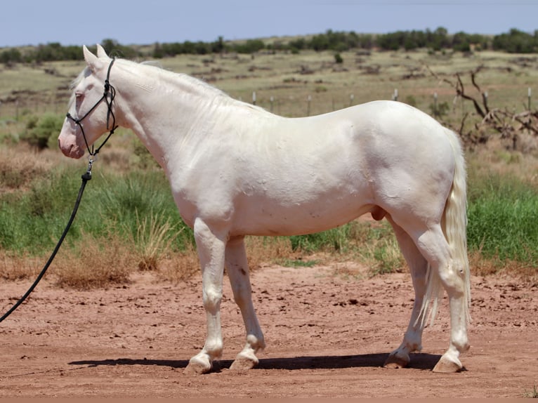 Mustang (amerikanisch) Wallach 8 Jahre 150 cm Cremello in Snowflake