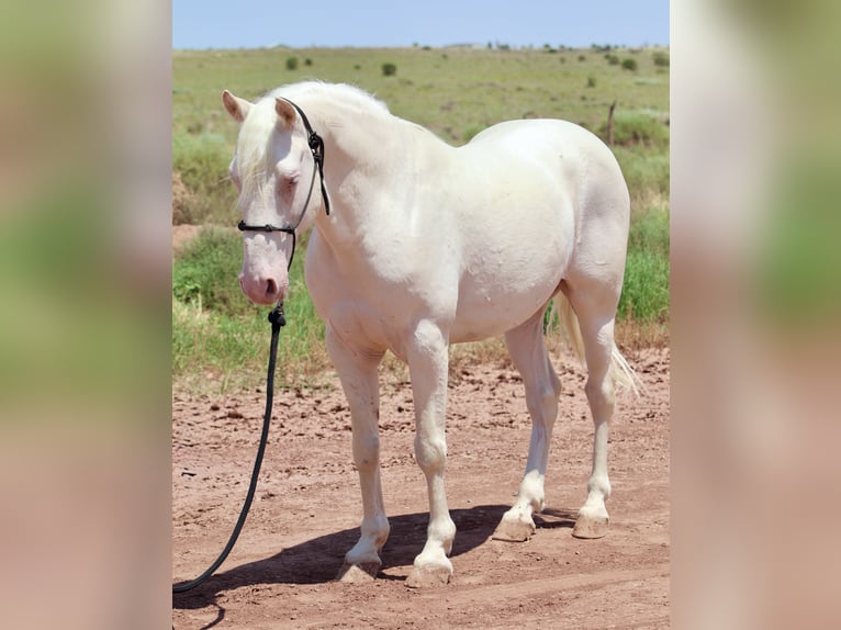 Mustang (amerikanisch) Wallach 8 Jahre 150 cm Cremello in Snowflake