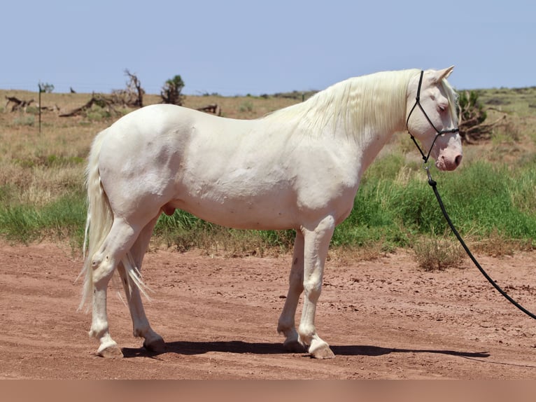 Mustang (amerikanisch) Wallach 8 Jahre 150 cm Cremello in Snowflake