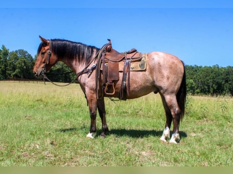 Mustang (amerikanisch) Wallach 8 Jahre 152 cm Roan-Bay in Rusk
