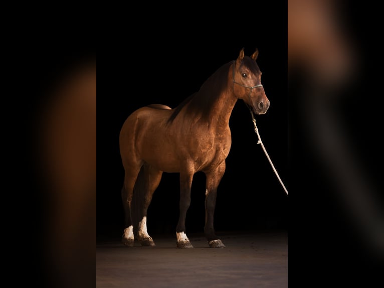 Mustang (amerikanisch) Wallach 8 Jahre 158 cm Falbe in Schillingstadt