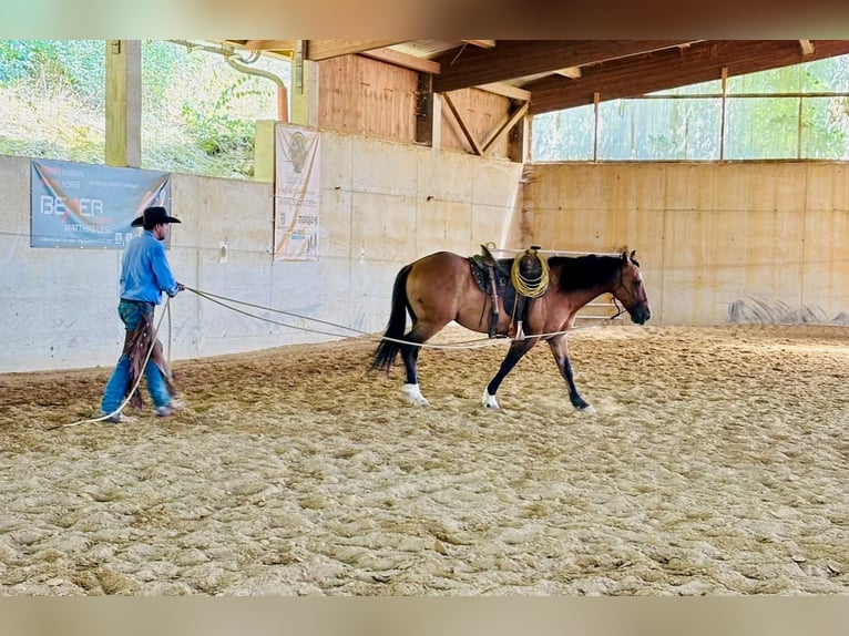 Mustang (amerikanisch) Wallach 8 Jahre 158 cm Falbe in Schillingstadt