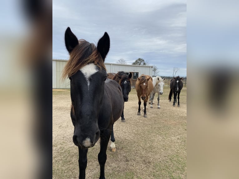 Mustang (amerikanisch) Wallach 9 Jahre 144 cm Rappe in Lyons