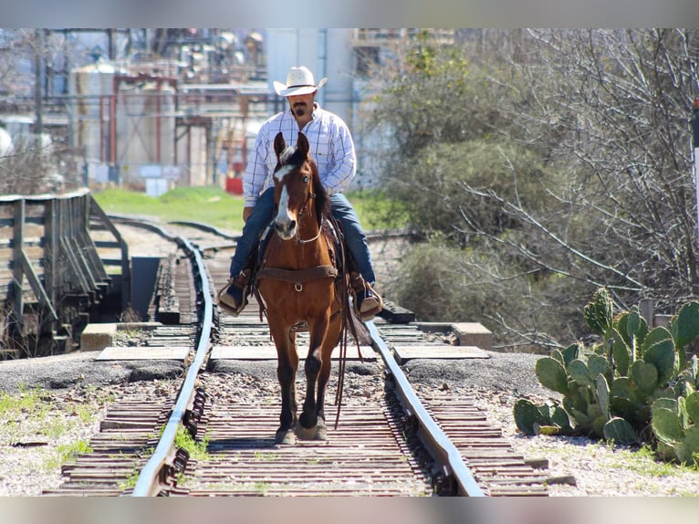 Mustang (amerikanisch) Wallach 9 Jahre 152 cm Rotbrauner in Stephenville TX