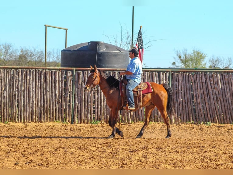 Mustang (amerikanisch) Wallach 9 Jahre 152 cm Rotbrauner in Stephenville TX