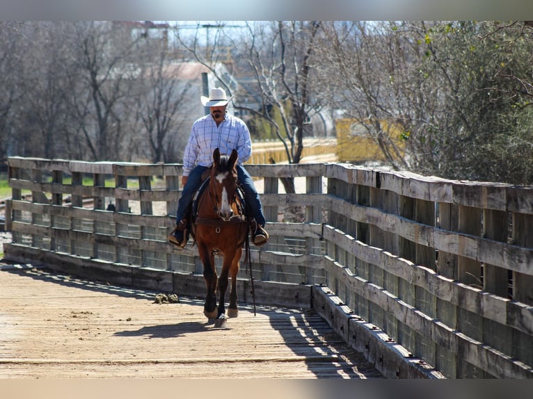 Mustang (amerikanisch) Wallach 9 Jahre 152 cm Rotbrauner in Stephenville TX