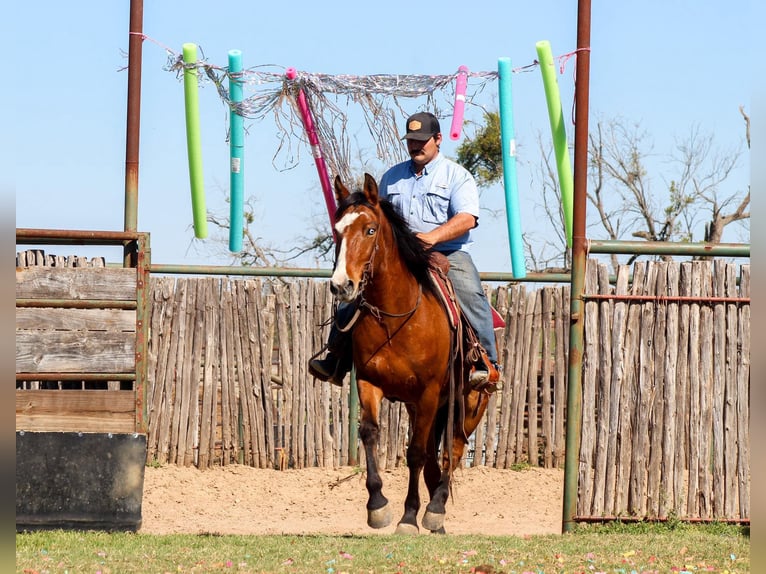Mustang (amerikanisch) Wallach 9 Jahre 152 cm Rotbrauner in Stephenville TX