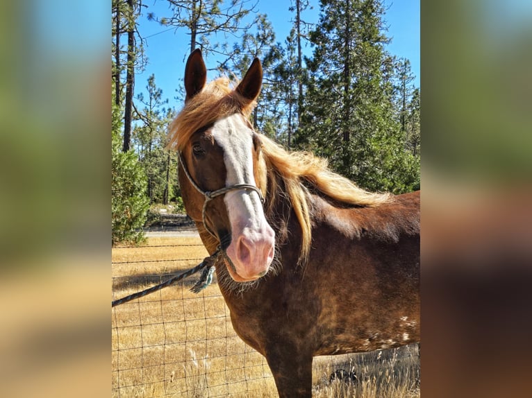 Mustang (amerikanisch) Wallach 9 Jahre 170 cm Fuchs in USA