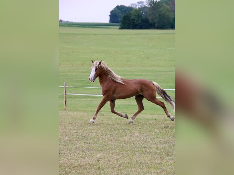 Mustang Caballo castrado 10 años 146 cm Alazán in Rot an der Rot