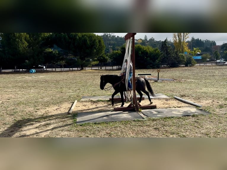 Mustang Caballo castrado 10 años 147 cm Negro in Bitterwater CA