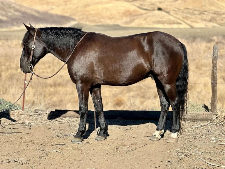 Mustang Caballo castrado 10 años 147 cm Negro in Bitterwater CA