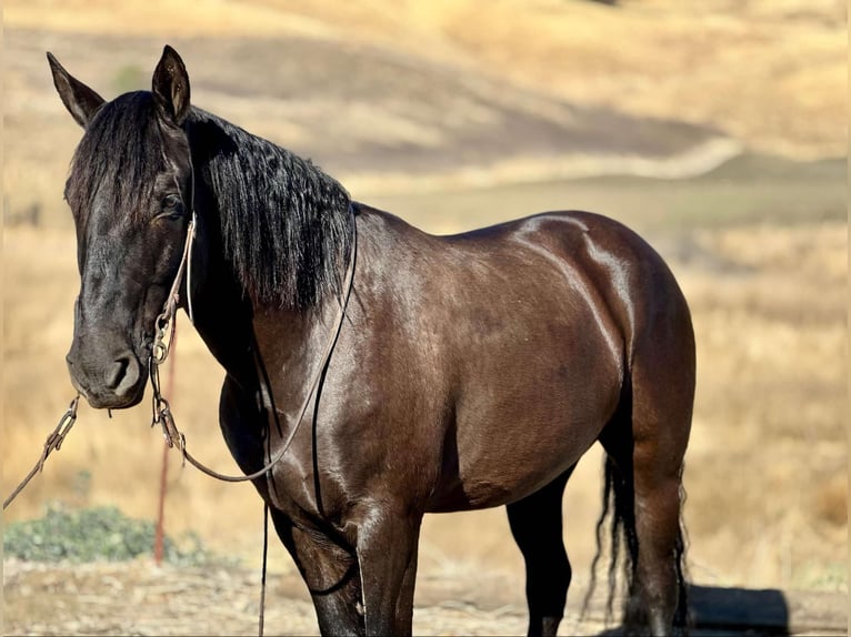 Mustang Caballo castrado 10 años 147 cm Negro in Bitterwater CA