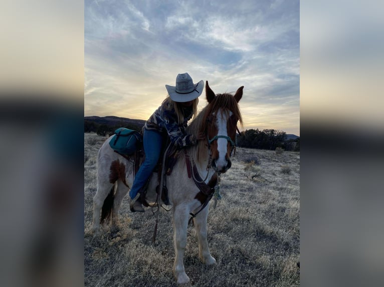 Mustang Caballo castrado 10 años 152 cm Alazán-tostado in Fort Collins, CO