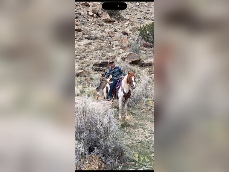 Mustang Caballo castrado 10 años 152 cm Alazán-tostado in Fort Collins, CO