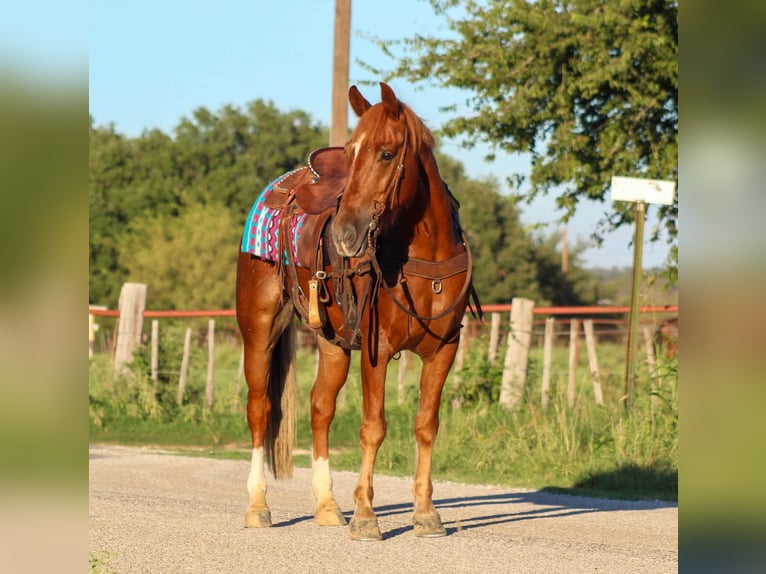 Mustang Caballo castrado 10 años 155 cm Alazán rojizo in stephenville, TX