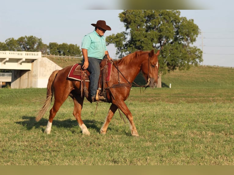 Mustang Caballo castrado 10 años 155 cm Alazán rojizo in stephenville, TX