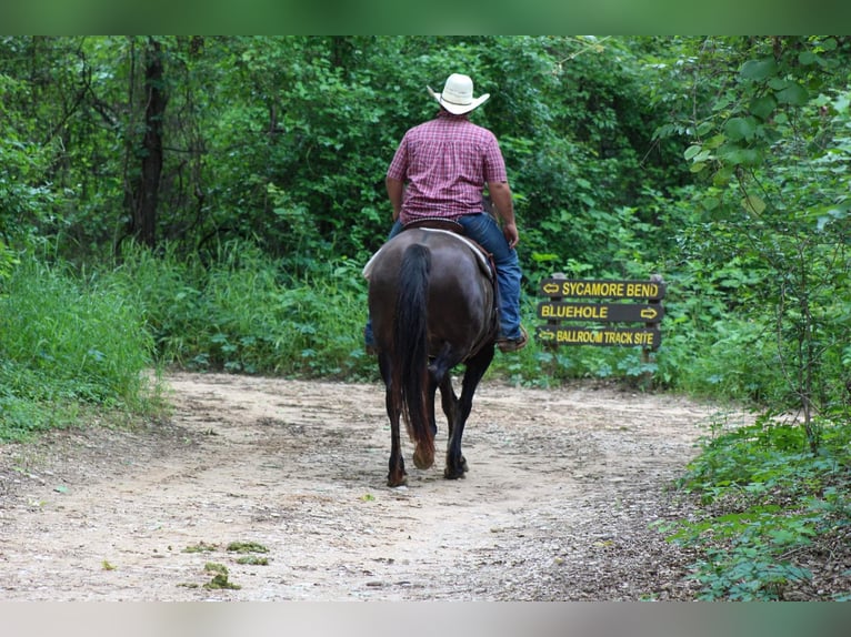 Mustang Caballo castrado 11 años 142 cm Grullo in Stephenville TX