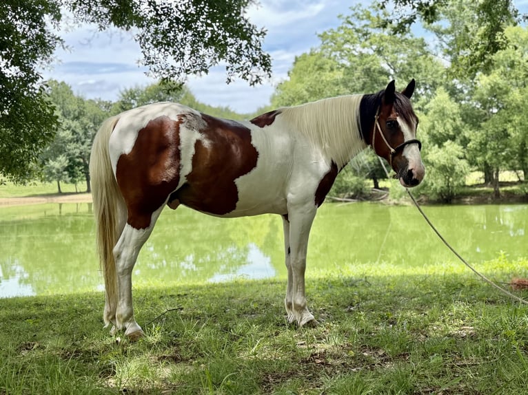 Mustang Caballo castrado 12 años 152 cm Pío in Brierfield