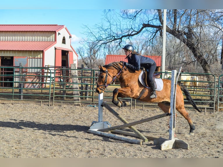 Mustang Caballo castrado 13 años 157 cm Bayo in Fort Collins, CO