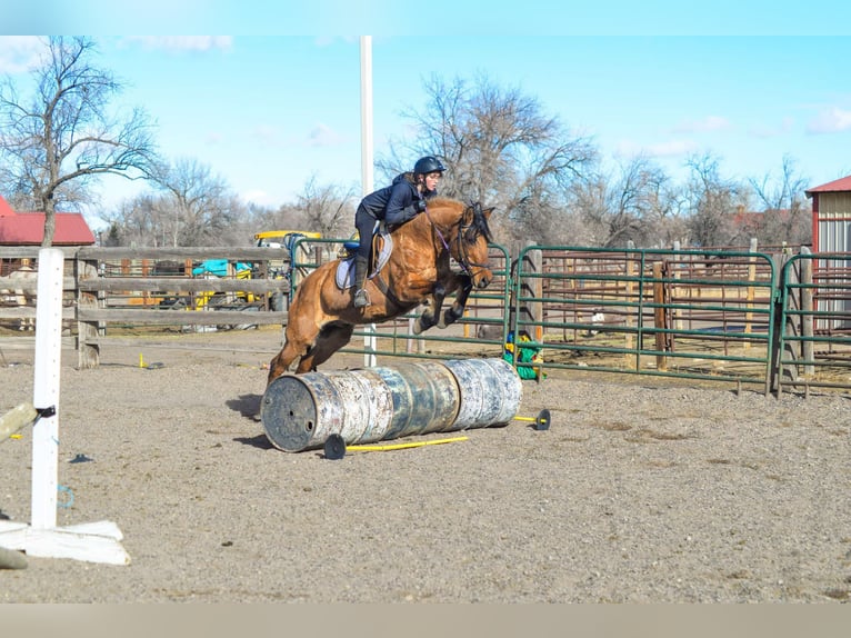 Mustang Caballo castrado 13 años 157 cm Bayo in Fort Collins, CO