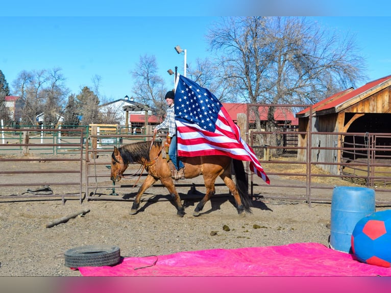 Mustang Caballo castrado 13 años 157 cm Bayo in Fort Collins, CO