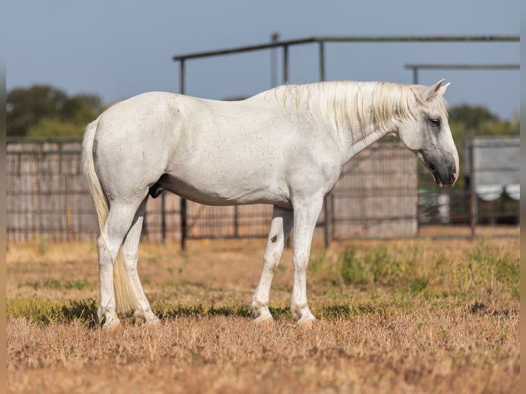 Mustang Caballo castrado 13 años Tordo in Weatherford, TX
