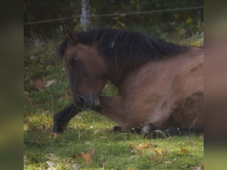 Mustang Caballo castrado 14 años 152 cm Bayo in Rinchnach