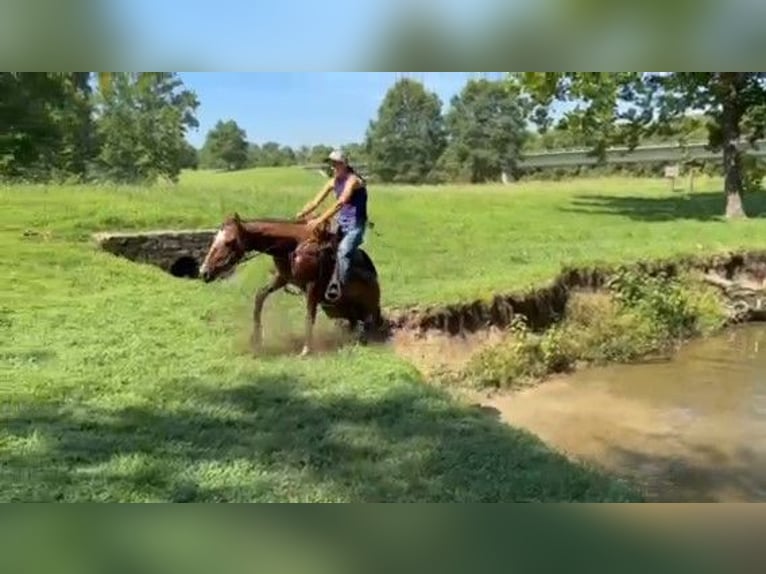 Mustang Caballo castrado 2 años 142 cm Castaño rojizo in Franklin, TN