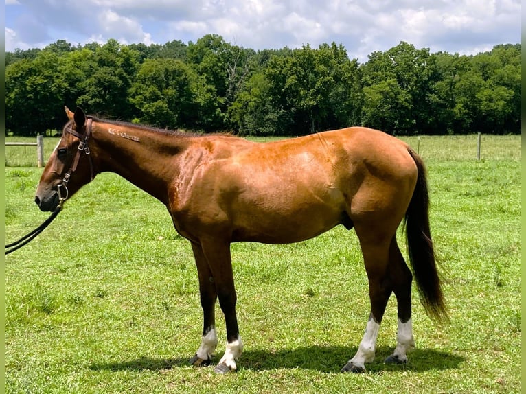 Mustang Caballo castrado 2 años 142 cm  in Franklin