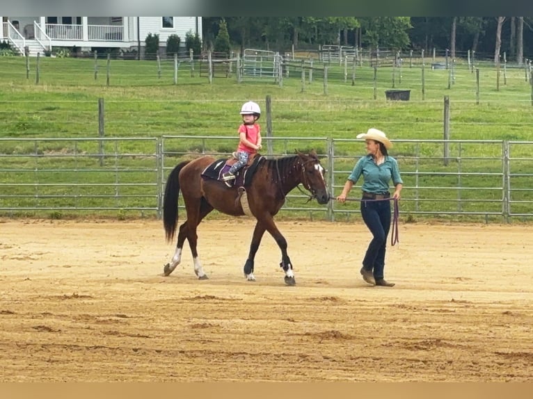 Mustang Caballo castrado 2 años 142 cm  in Franklin