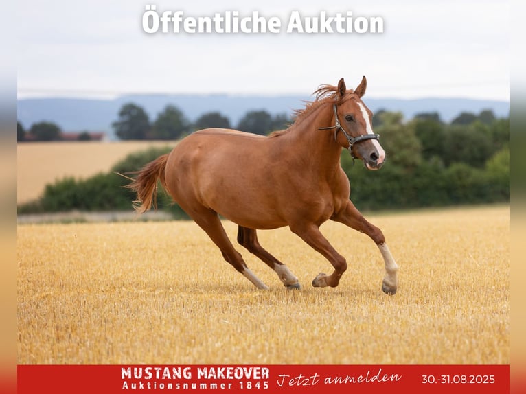 Mustang Caballo castrado 3 años 143 cm Alazán in Borken