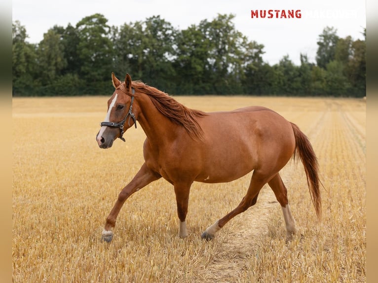 Mustang Caballo castrado 3 años 143 cm Alazán in Borken
