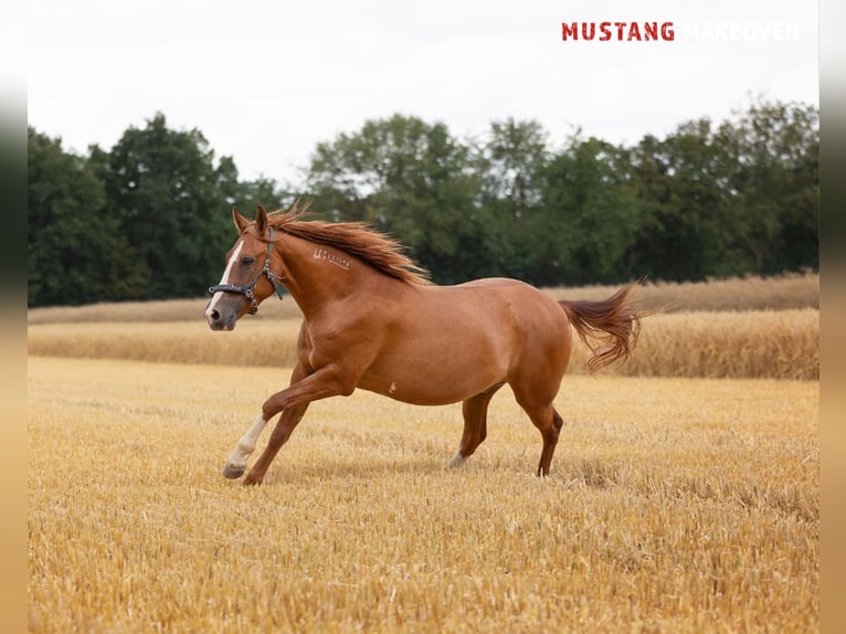 Mustang Caballo castrado 3 años 143 cm Alazán in Borken