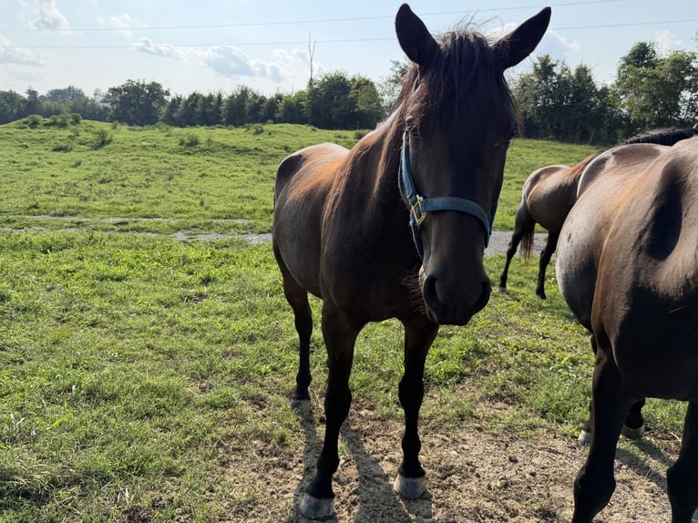 Mustang Caballo castrado 3 años Negro in Mosheim Tennessee