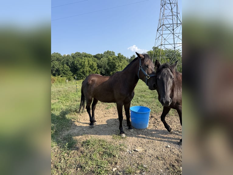 Mustang Caballo castrado 3 años Negro in Mosheim Tennessee
