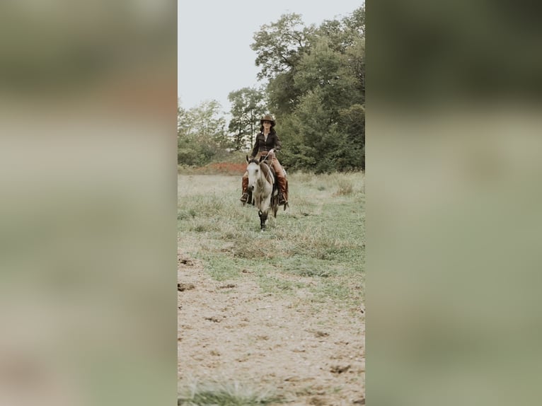 Mustang Caballo castrado 4 años 137 cm Buckskin/Bayo in North Judson